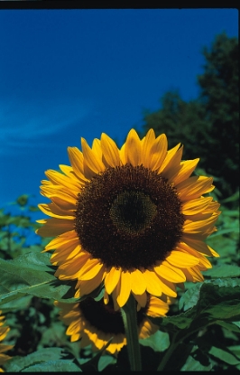 Picture of Helianthus (Sunflower) - Tall Single